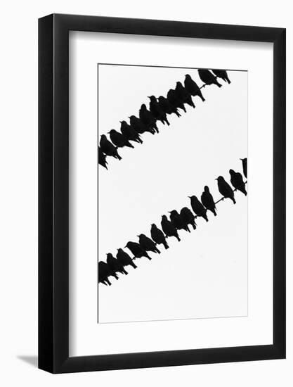Starlings (Sturnus Vulgaris) Flock on Telegraph Wires, Islay, Scotland, United Kingdom, Europe-Ann and Steve Toon-Framed Photographic Print