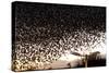 Starlings (Sturnus Vulgaris) Flocking Above Urban Streetlights at Dusk-Paul Hobson-Stretched Canvas