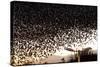 Starlings (Sturnus Vulgaris) Flocking Above Urban Streetlights at Dusk-Paul Hobson-Stretched Canvas