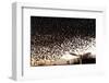 Starlings (Sturnus Vulgaris) Flocking Above Urban Streetlights at Dusk-Paul Hobson-Framed Photographic Print