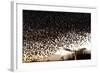 Starlings (Sturnus Vulgaris) Flocking Above Urban Streetlights at Dusk-Paul Hobson-Framed Photographic Print