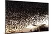 Starlings (Sturnus Vulgaris) Flocking Above Urban Streetlights at Dusk-Paul Hobson-Mounted Photographic Print