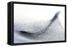 Starlings-null-Framed Stretched Canvas