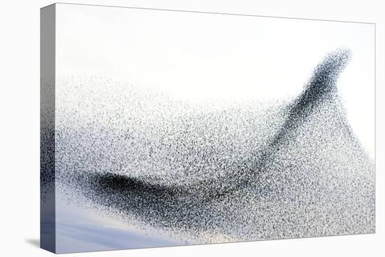 Starlings-null-Stretched Canvas