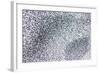 Starlings-null-Framed Photographic Print