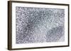 Starlings-null-Framed Photographic Print