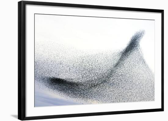 Starlings-null-Framed Photographic Print