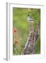 Starr County, Texas. Black Crested Titmouse Perched-Larry Ditto-Framed Photographic Print