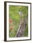 Starr County, Texas. Black Crested Titmouse Perched-Larry Ditto-Framed Photographic Print