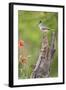 Starr County, Texas. Black Crested Titmouse Perched-Larry Ditto-Framed Photographic Print