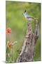 Starr County, Texas. Black Crested Titmouse Perched-Larry Ditto-Mounted Photographic Print