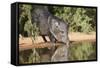 Starr County, Texas. Collared Peccary Family in Thorn Brush Habitat-Larry Ditto-Framed Stretched Canvas