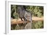 Starr County, Texas. Collared Peccary Family in Thorn Brush Habitat-Larry Ditto-Framed Photographic Print