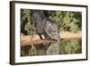 Starr County, Texas. Collared Peccary Family in Thorn Brush Habitat-Larry Ditto-Framed Photographic Print