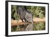 Starr County, Texas. Collared Peccary Family in Thorn Brush Habitat-Larry Ditto-Framed Photographic Print