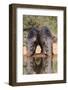 Starr County, Texas. Collared Peccary Family in Thorn Brush Habitat-Larry Ditto-Framed Photographic Print