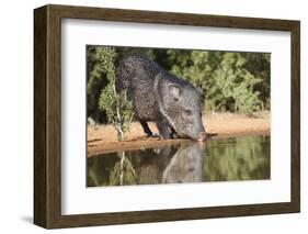 Starr County, Texas. Collared Peccary Family in Thorn Brush Habitat-Larry Ditto-Framed Photographic Print