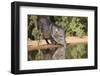 Starr County, Texas. Collared Peccary Family in Thorn Brush Habitat-Larry Ditto-Framed Photographic Print