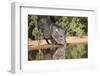 Starr County, Texas. Collared Peccary Family in Thorn Brush Habitat-Larry Ditto-Framed Photographic Print