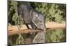 Starr County, Texas. Collared Peccary Family in Thorn Brush Habitat-Larry Ditto-Mounted Photographic Print