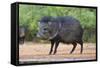 Starr County, Texas. Collared Peccary in Thorn Brush Habitat-Larry Ditto-Framed Stretched Canvas