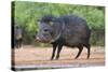 Starr County, Texas. Collared Peccary in Thorn Brush Habitat-Larry Ditto-Stretched Canvas