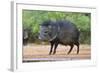 Starr County, Texas. Collared Peccary in Thorn Brush Habitat-Larry Ditto-Framed Photographic Print