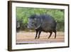 Starr County, Texas. Collared Peccary in Thorn Brush Habitat-Larry Ditto-Framed Photographic Print