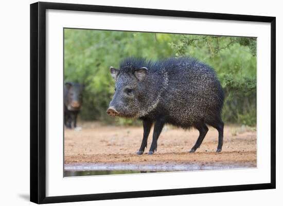 Starr County, Texas. Collared Peccary in Thorn Brush Habitat-Larry Ditto-Framed Photographic Print