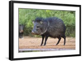 Starr County, Texas. Collared Peccary in Thorn Brush Habitat-Larry Ditto-Framed Photographic Print
