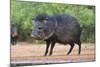 Starr County, Texas. Collared Peccary in Thorn Brush Habitat-Larry Ditto-Mounted Photographic Print