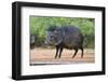 Starr County, Texas. Collared Peccary in Thorn Brush Habitat-Larry Ditto-Framed Photographic Print