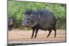 Starr County, Texas. Collared Peccary in Thorn Brush Habitat-Larry Ditto-Mounted Photographic Print