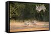 Starr County, Texas. Eastern Cottontail Rabbits at Play-Larry Ditto-Framed Stretched Canvas