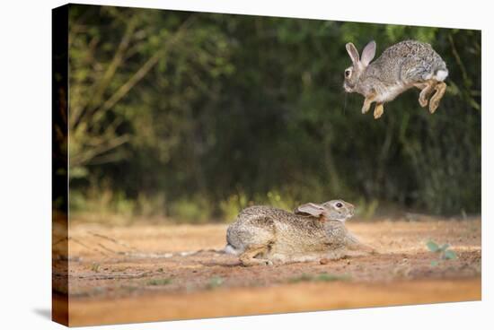 Starr County, Texas. Eastern Cottontail Rabbits at Play-Larry Ditto-Stretched Canvas