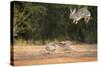 Starr County, Texas. Eastern Cottontail Rabbits at Play-Larry Ditto-Stretched Canvas