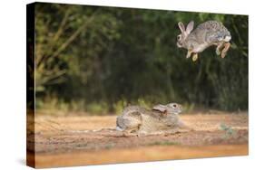 Starr County, Texas. Eastern Cottontail Rabbits at Play-Larry Ditto-Stretched Canvas