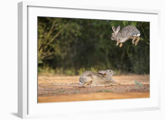 Starr County, Texas. Eastern Cottontail Rabbits at Play-Larry Ditto-Framed Photographic Print