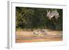 Starr County, Texas. Eastern Cottontail Rabbits at Play-Larry Ditto-Framed Photographic Print