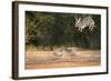 Starr County, Texas. Eastern Cottontail Rabbits at Play-Larry Ditto-Framed Photographic Print