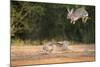 Starr County, Texas. Eastern Cottontail Rabbits at Play-Larry Ditto-Mounted Photographic Print