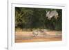 Starr County, Texas. Eastern Cottontail Rabbits at Play-Larry Ditto-Framed Photographic Print