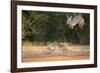 Starr County, Texas. Eastern Cottontail Rabbits at Play-Larry Ditto-Framed Photographic Print