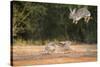 Starr County, Texas. Eastern Cottontail Rabbits at Play-Larry Ditto-Stretched Canvas