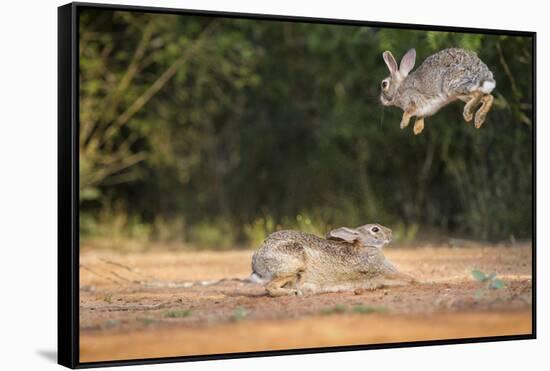 Starr County, Texas. Eastern Cottontail Rabbits at Play-Larry Ditto-Framed Stretched Canvas