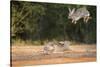 Starr County, Texas. Eastern Cottontail Rabbits at Play-Larry Ditto-Stretched Canvas