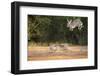 Starr County, Texas. Eastern Cottontail Rabbits at Play-Larry Ditto-Framed Photographic Print