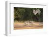 Starr County, Texas. Eastern Cottontail Rabbits at Play-Larry Ditto-Framed Photographic Print