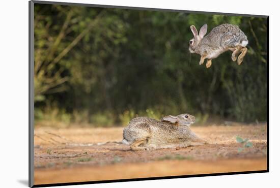 Starr County, Texas. Eastern Cottontail Rabbits at Play-Larry Ditto-Mounted Photographic Print