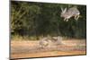 Starr County, Texas. Eastern Cottontail Rabbits at Play-Larry Ditto-Mounted Photographic Print